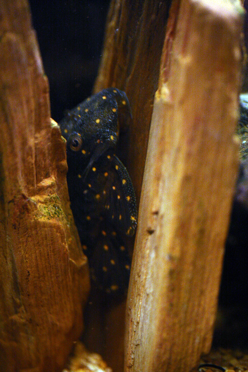 mustard pleco